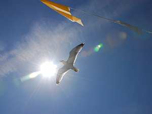 Motive für unsere Akustik Deckensegel Motive für unsere Akustik Deckensegel - himmelblau mit Wolken, Möven oder Baumkronen, Palmenfächer